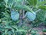 Muda De Pinha De Semente (Ata) produz rapido deliciosa Annona squamosa - Imagem 3