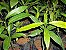 Muda De Achachairu Boliviano muito raro e exotico (Garcinia humilis) - Imagem 2