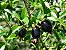 muda Frutifera Cereja Rio Grande muito saborosa breve produção - Imagem 2