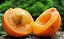 MUDA DE CAMBUCA (JABUTICABA AMARELA) Plinia edulis - Imagem 4