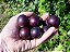 Muda De Uva Jabuticaba (Muscadine) Clonada Logo Produz, Muito Doce E Saborosa - Imagem 2