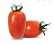 TOMATE RASTEIRO - 500 GRAMAS - Imagem 1