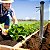 Plantadeira de Mudas Hortaliças em Inox - Imagem 4