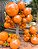 BALÃO REDONDO LISO- ART-LATEX Nº 16 - LARANJA TERRA - Pacote com 50 unidades - Imagem 2