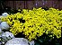 Sementes de Alyssum Amarela: 20 Sementes - Imagem 4