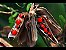 Sementes de Olho de Cabra - Ormosia arborea - 3 Sementes - Imagem 3