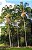 Sementes de Palmeira Carpentaria - Carpentaria acuminata - 3 Sementes - Imagem 2