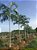 Sementes de Palmeira Carpentaria - Carpentaria acuminata - 3 Sementes - Imagem 5