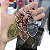 Chaveiro Metal Com Mosquetão Game Of Thrones Lannister - Got - Imagem 4