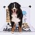 KIT 3 UN. Diário Canino Mais+ B.ART (70x100cm) - Tamanho G - Imagem 3