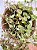 Cesto Organic Seagrass M - Imagem 5