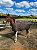 Capa De Frio Para Cavalo P, M e G - Imagem 13
