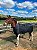 Capa De Frio Para Cavalo P, M e G - Imagem 2
