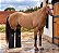Bota De Tratamento Gelo Ice Boot Traseira - Boots Horse - Imagem 3