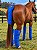 Kit Protetor de Viagem Boots Horse - Para Cavalos - Imagem 4