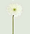 Gerbera Branca 60cm - Imagem 1