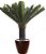 Palmeira Cyca Com 25 Folhas 95cm - Imagem 1
