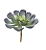 Suculenta Echeveria 15cm - Imagem 1