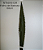 Babosa Folha 88cm - Imagem 1