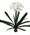 Amaryllis Muda 60cm - Imagem 1
