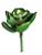 Suculenta Rosa De Pedra 15cm - Imagem 1