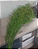 Aspargus Preservado 5 H 90cm - Imagem 1