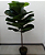 Ficus Lirata Muda 130cm - Imagem 1