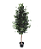 Ficus Benjamina Muda 160cm - Imagem 1