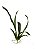 Orquídea Oncidium Folha G Verde 50cm - Imagem 1