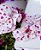 Banho De Sol Menina Melancia Roana - Estampado Rosa - Imagem 2
