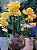 Arranjo de orquídeas amarelas - Imagem 2