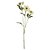 HELEBOROS REAL TOQUE (CREME OUTONO) 65cm - Imagem 1