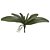 FOLHA ORQUIDEA PHALAENOPSIS X5 (VERDE) 32cm - Imagem 1