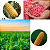 5.000 Sem. Milho Agroceres Transgênico Ag 8088 Vt Pro Fraci - Imagem 4