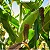 20.000 Semente De Milho Híbrido Agrisure Feroz Vip3 Forrageiro - Imagem 9