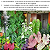Adubo Yara Krista Map Sulfato Monoamonico - 1Kg - Yara Adubos (FRACIONADO) - Imagem 7