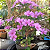 Calcário Agrícola - Corretor De Ph - 20kg + brinde: 30 g de fertilizante foliar yogen - Imagem 9