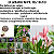 Adubo Fertilizante NPK 10-10-10 - 2kg - Frutíferas + Brinde - Imagem 6