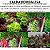 Calda Bordalesa 3 kg Cal Agrícola + 3 kg Sulfato Cobre + brindes - Imagem 5