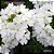 Home Spray Verbena e Limão Siciliano 150mL - Imagem 3