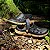 SANDALIA BOAONDA CLOG ADVENTURE EVA PRETO MASCULINO ADULTO - Imagem 4