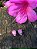 Brinco Zircônia Prata Branca Gota Rosa - Prata 925 - Imagem 1