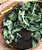 Prato Raso Folhas Leaves - Imagem 3