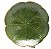Prato De Sobremesa Leaf Banana Verde 16X3Cm - Imagem 5