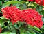 Ixora Mini Caixa com 15 Mudas - Imagem 1