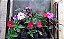Sunpatiens Caixa com 15 Mudas - Imagem 3