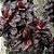 Dracena Baby - Imagem 2