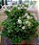 Jade Crassula Ovata - Imagem 1