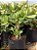Jade Crassula Ovata - Imagem 2