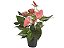 Antúrio Rosa pote 15 - Imagem 1